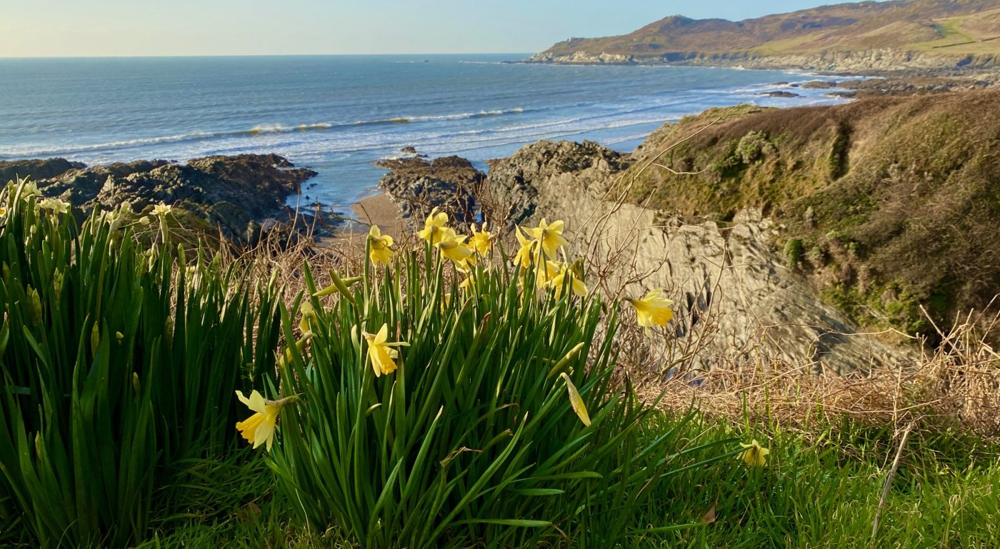 Daffodils by the beach