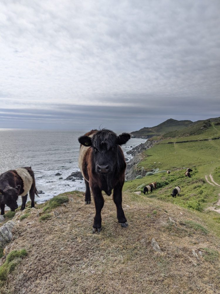 Devon walk through cliffside farmland