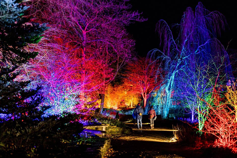 Illuminated trees at RHS Gardens Rosemoor Glow in Torrington