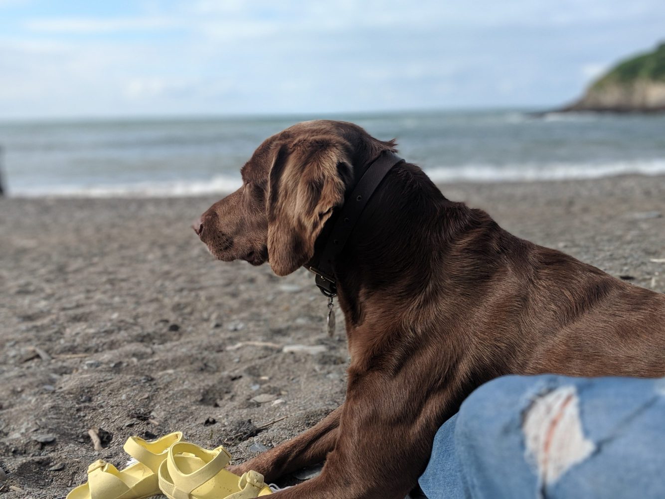 A dog enjoying the beach in North Devon
