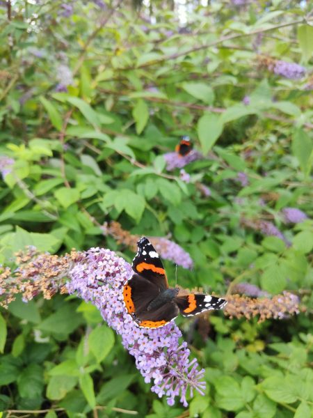A red admiral butterfly