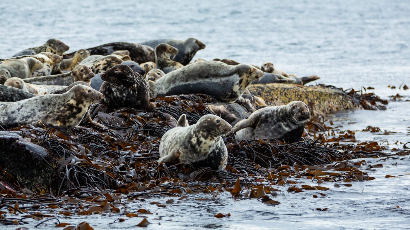 Seals on a rock in North Devon
