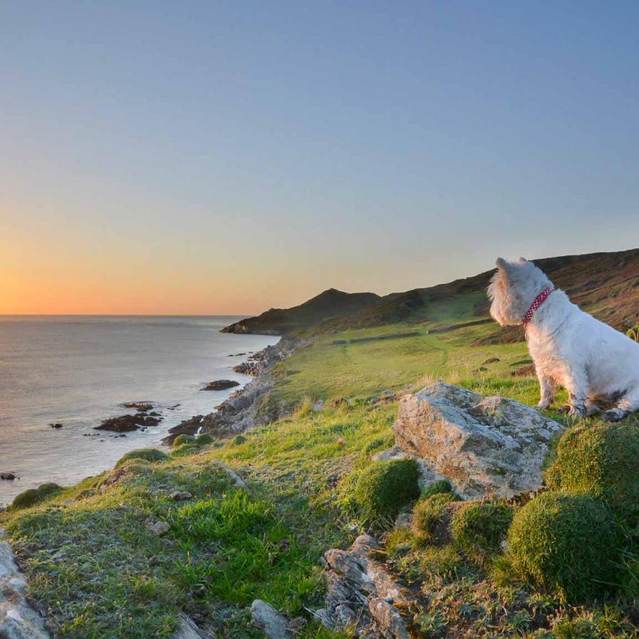 Morte Point and the South West Coast Path: Woolacombe's Most Dramatic Dog Walk