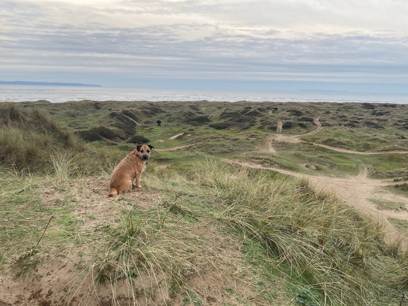 Braunton Burrows UNESCO Biosphere Reserve: A Natural Wonder Open to All Dogs
