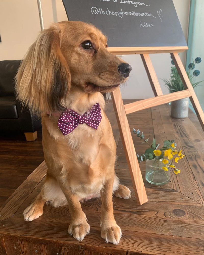 The Happy Hound, Braunton: Bespoke One-to-One Dog Grooming in North Devon
