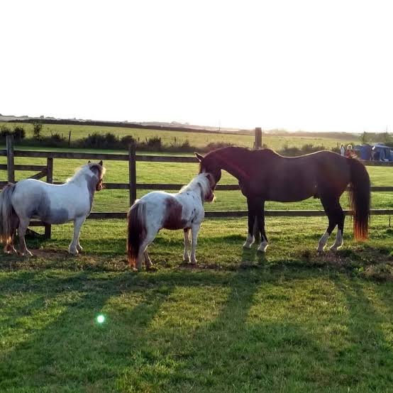 Roylands Farm Trekking