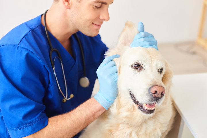 Argyll Veterinary Centre, Braunton: Trusted Local Vets for Your Dog's Holiday Health